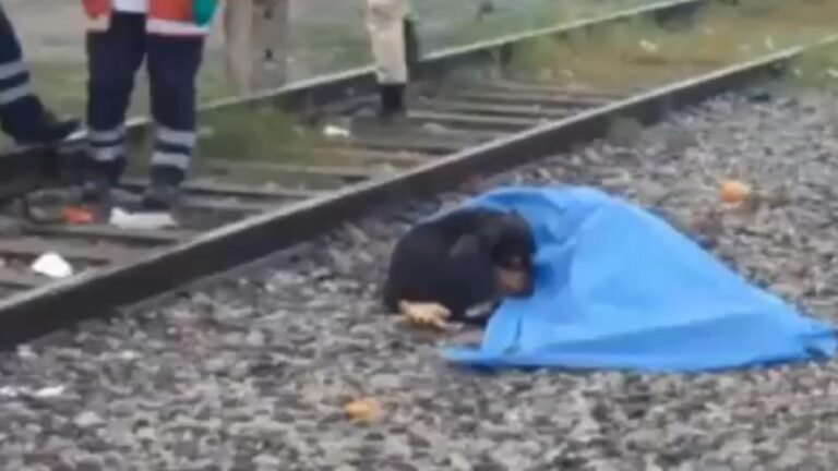 Drame: elle se fait percuter par un train en voulant sauver un chien